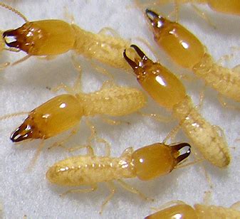 subterranean termites scientific name